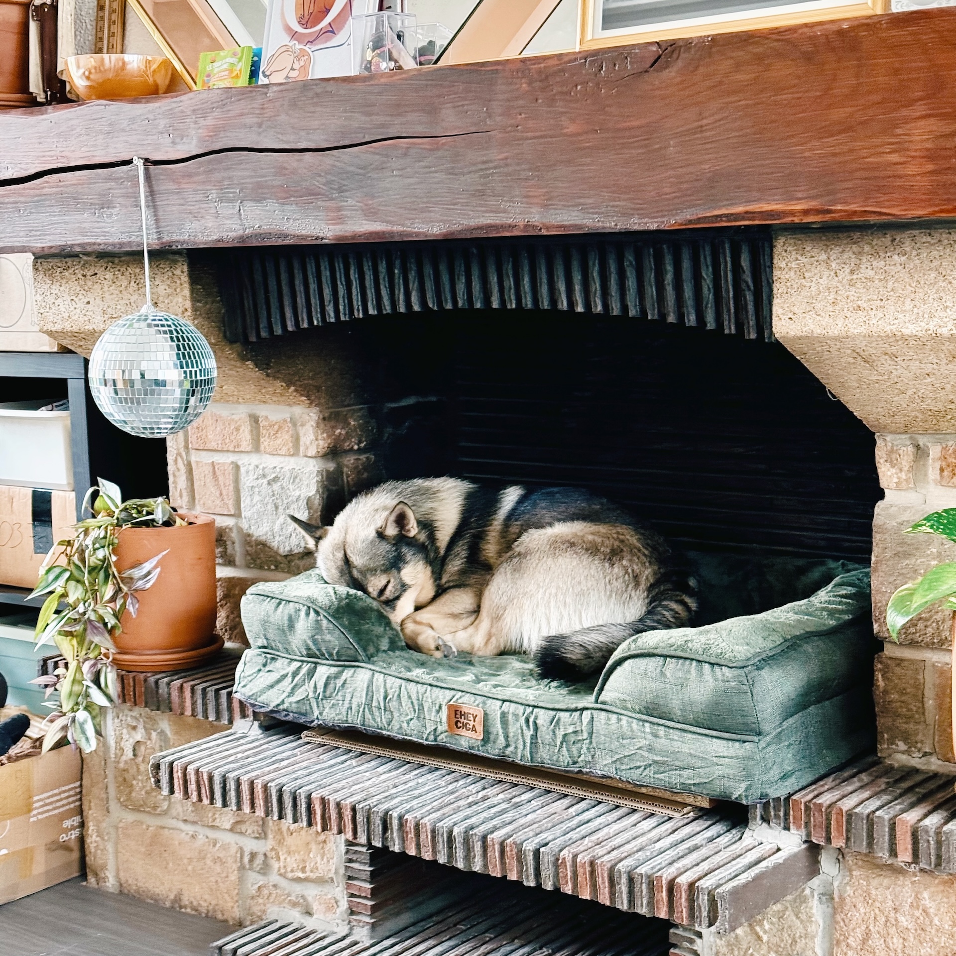 Bruce le Vallhund - Mascotte du Studio